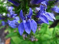 Image result for Lobelia chireensis