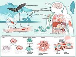 Transmission from animals to humans. Dpwqwx7h0weicm