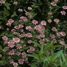 Image result for Astrantia majon `Abbey Road`