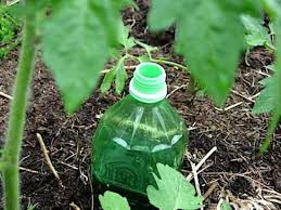 Comment Fabriquer Un Arrosage Automatique Pour Tomates Avec Une Bouteille Planter Tomates Arrosage Micro Irrigation