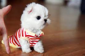 Maltese Terrier Fiyatlari Terrier Kopek Ozellikleri Terrier Yavru Satilik