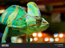 Their unique appearance and ability to change the brightness of their skin makes them a popular pet. Veiled Chameleon Chamaeleo Calyptratus Close Up In Zoo Madagascar Endemic Panther Chameleon Macr Image Stock Photo 235392997