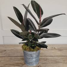Image result for ficus elastica flower
