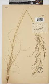 Image result for Eragrostis rotifer