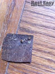 For pest control in nyc, rest easy pest control is an excellent option. Bed Bug Staining And Eggs On Piece Of Furniture Pest Control Services Bed Bugs Pest Control