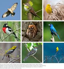 Birds Of Eastern Panhandle Wv On The Wing Birding In West Virginia Highland Outdoors