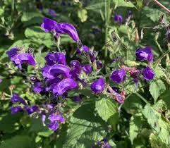Image result for Strobilanthes