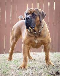 The south african boerboel is a rare breed, it is not recognised by the akc or the ckc and finding lots of quality information is more difficult so if you run across a south african boerboel site that is. South African Boerboel Southafricanboerboel From Atlanta Rockwallboerboels C Hunderassen Hunde Tiere Hund