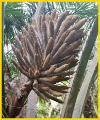 Kelompok non sosial adalah sebuah jenis kelompok yang memiliki anggota, namun pembentukan kelompok itu bukan untuk tujuan sosial, bukan untuk charety. Contoh Gejala Non Sosial Br1m Reg