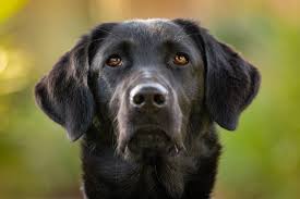 Dogs of Destiny - Southeastern Guide Dogs