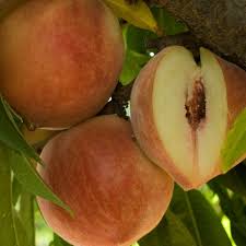Babcock Peach Tree Semi Dwarf Groworganic Com