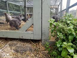 The best way to take care of a rat problem is to make your chicken coop rodent proof before an infestation occurs. Keep Mice Out Of Your Chicken Coop Without Traps Or Poison Fresh Eggs Daily