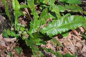 Image result for Asplenium laurentii