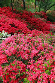 Flowering Azalea Bushes Pinned By Www Computerfixx Biz Azaleas Garden Beautiful Gardens Azalea Bush