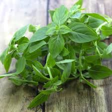 バジル 葉 が 小さい