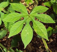 Image result for Ipomoea pes-tigridis