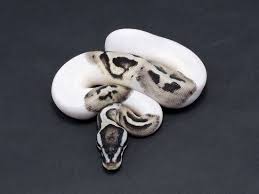 Axanthic Black And White Ball Python Pastel Sk Axanthic Pied Ball Python Ball Python Pet Snake Cute Snake