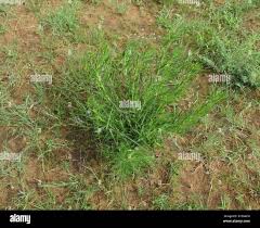 Image result for Trichodesma physaloides