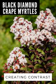 Maybe you would like to learn more about one of these? Creating Contrast With Black Diamond Crape Myrtles Gardening Know How S Blog