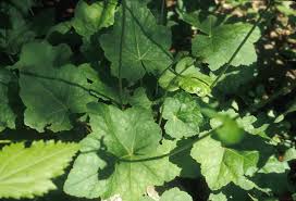 Image result for heuchera americana
