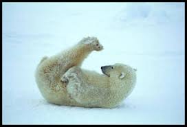 We did not find results for: Ice Bear Funny Novocom Top