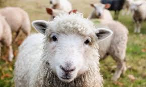Descubra animales de la granja imágenes de stock en hd y millones de otras fotos, ilustraciones y vectores en stock libres de regalías en la colección de shutterstock. La Covid 19 La Seguridad Alimentaria Los Animales De Granja Y Los Domesticos Real Academia Europea De Doctores