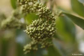 Image result for Heteropyxidaceae