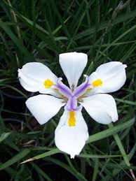 Image result for Moraea