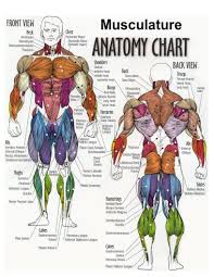 A woman's chest — like the rest of her body — is covered with skin that has two layers. Anatomy Chest Muscles Diagram Shoulder Muscles And Chest Human Anatomy Diagram