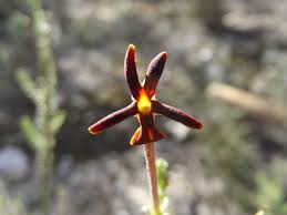 Image result for Jamesbrittenia fodina × huillana