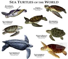 Sea Turtles Of The World Turtle Tortoise Turtle Tortoises