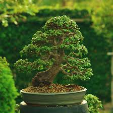 Training Trees Jade Bonsai Bonsai Bonsai Baum
