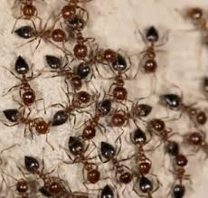 Certain types of rodents are more akin to digging than others. Interesting Facts About Ants And How To Deal With An Infestation