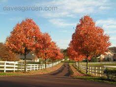 Best tree to line driveway. 47 Best Trees To Line Driveway Ideas Landscape Tree Lined Driveway Driveway