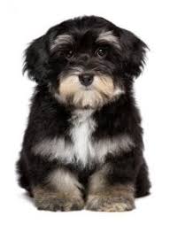 Browse thru thousands goldendoodle dogs for adoption near in usa area listings on puppyfinder.com to find your perfect match. What Is A Puppy Cut And Why Is It So Popular Dr Marty Pets