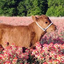 Pin On Vegan For The Voiceless Babes