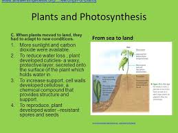 Can you imagine life on earth in the absence of photosynthesis! Plants Plants And Photosynthesis An Overview Of Plants A Plant Cells 1 Unlike Animal Cells Plant Cells Have A Cell Wall Which Provide Structure And Ppt Download