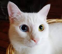 Anak kucing terlahir buta dan tuli. 8 Macam Warna Mata Kucing Dari Biru Sampai Dua Warna