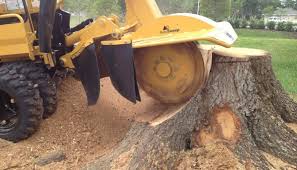 It only took 13 minutes. Stump Removal Vs Stump Grinding Sequoia Tradvard Ab