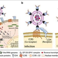 The incubation of the human primary target cells with either of the three molecules therefore resulted. Pdf Ccr5 D32 Biology Gene Editing And Warnings For The Future Of Crispr Cas9 As A Human And Humane Gene Editing Tool