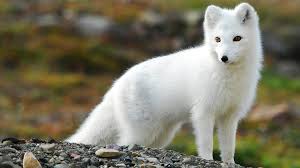 Wallpaper 1920x1080 Px Animals Arctic Fox Nature 1920x1080 Coolwallpapers 727764 Hd Wallpapers Wallhere Fox and snow fox (minecraft snapshot 19w07a). 1920x1080 px animals arctic fox