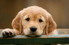All of our puppies are reserved for our 2021 litters! Golden Retriever Puppy 960x640 Wallpaper Teahub Io