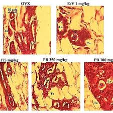 Image result for Physostigma mesoponticum
