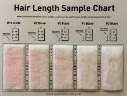 Shave Blade Sample Chart For Grooming Dog Grooming