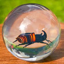 Check out our european rhinoceros beetle selection for the very best in unique or custom, handmade pieces from our shops. Paperweight European Rhinoceros Beetle Lauscha Glass Art