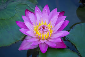 Image result for Lotus