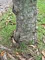 Người đẹp tốt nghiệp từ trường trung cấp y dược mekong cần thơ nhưng có ước. Pokok Pong Pong Wikipedia Bahasa Melayu Ensiklopedia Bebas