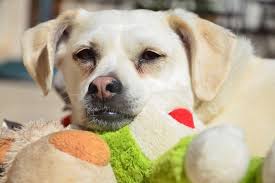 6 Signs Your Dog Is Sick