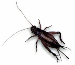 Highest quality hd recorded mp3 downloads. House Cricket Massey Services Inc