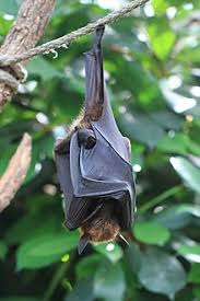Your exact time may vary depending on wind speeds. Large Flying Fox Wikipedia